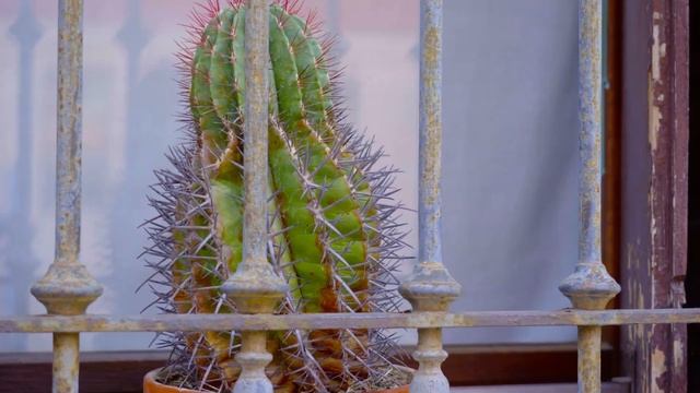 Кактусы. Что такое кактус?. История кактусов.
