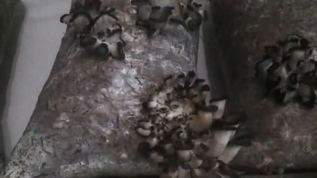 Проблема развития,высокая влажность и её последствия для вешенки.