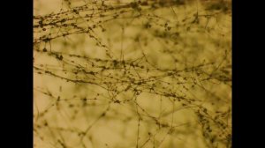 Обзор препарата Микорад insekto 1 3 Lecanicillium Lecanii