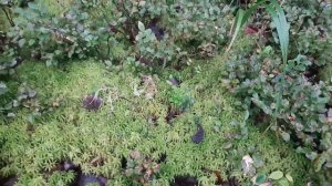 Осень.Идем в лес набирать мох сфагнум и кукушкин лен