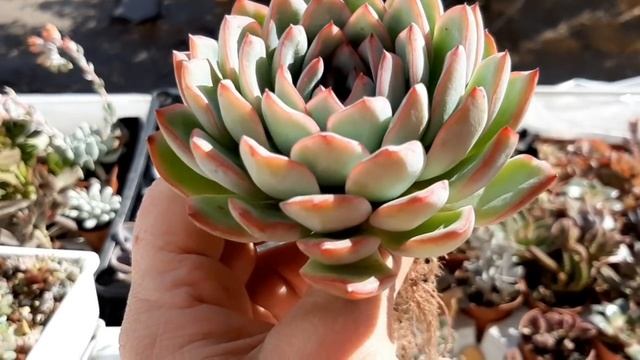 Пересадка эхеверии с большими корнями. смотреть онлайн