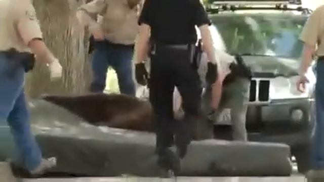 Как спасали медведя! смотреть онлайн