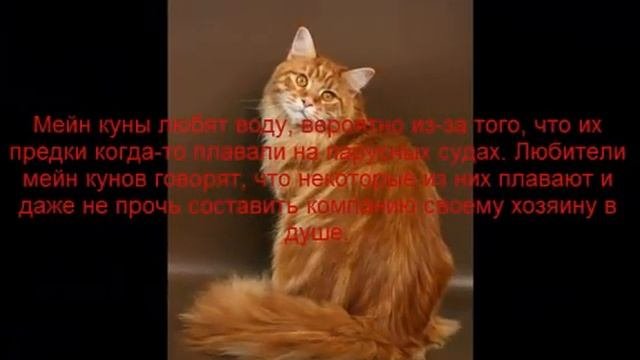 мейн кун описание породы содержание и уход