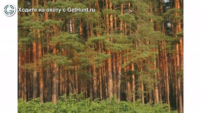Охота в Рязанской области – Рязанское межрайонное ООиР Вышетравинское охотхозяйство