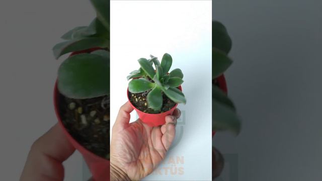 Aeonium Haworthii sukulent satın al 8.5 cm kırmızı saksıda