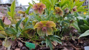 Морозники. Где их покупаю.