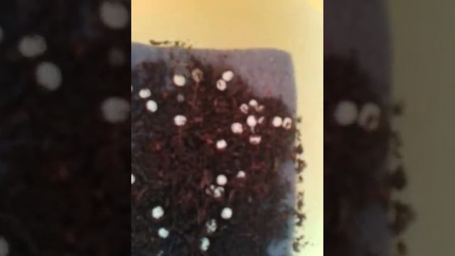 Яйца Ахатин альбинос смотреть онлайн