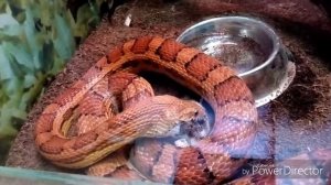 Как ест маисовый полоз