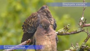 Г – Горлица большая