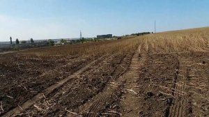 Комбайн Нива СК 5 уборка подсолнуха