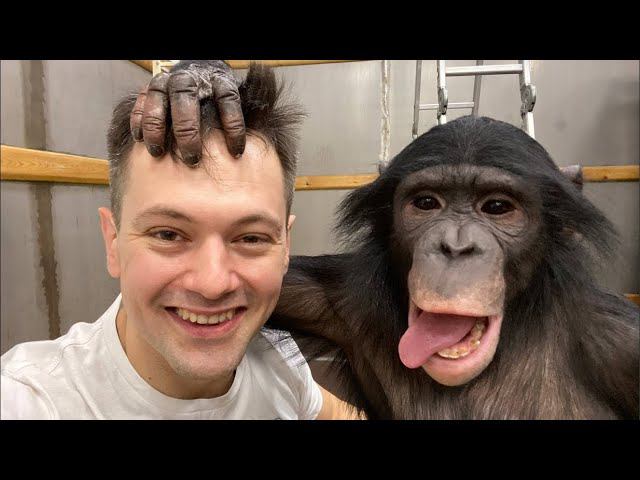 ВЕЧЕРНИЙ СТРИМ с Шимпанзе Боней / Отвечаем на Ваши вопросы 28.03.2024 смотреть онлайн