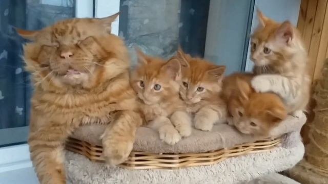 Кошки Мейн кун .Вырубившийся на фото пушистый многодетный Джокер. Любимое видео.