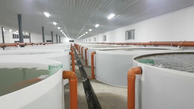 Выращивание Осетра Форели и других видов рыб....Часть 2 продолжение строительство рыбной фермы.ПП..