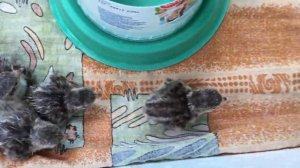 # кеклоферма # кеклик # каменная куропатка