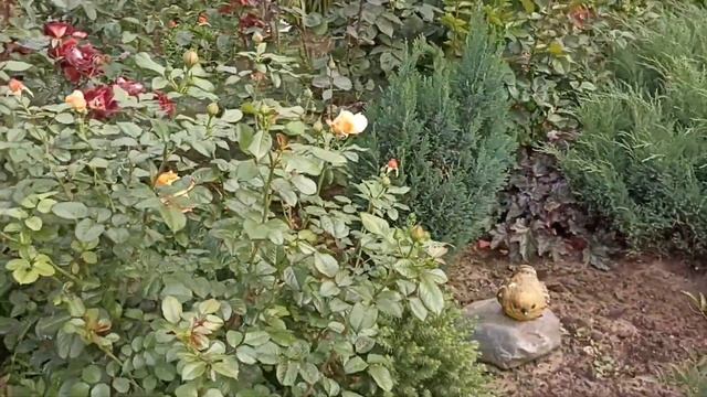 449.#22августа 2022г?Цветение роз в Подмосковье??? смотреть онлайн