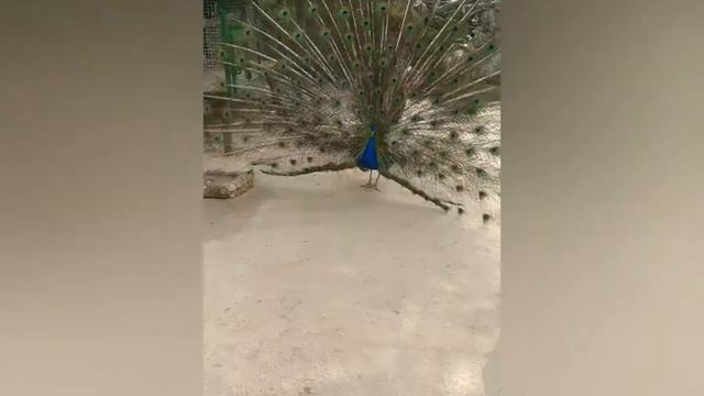 Самый лучший Зоопарк Украины. Николаевский Зоопарк смотреть онлайн