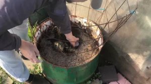 Посадка картошки в бочки 2021.