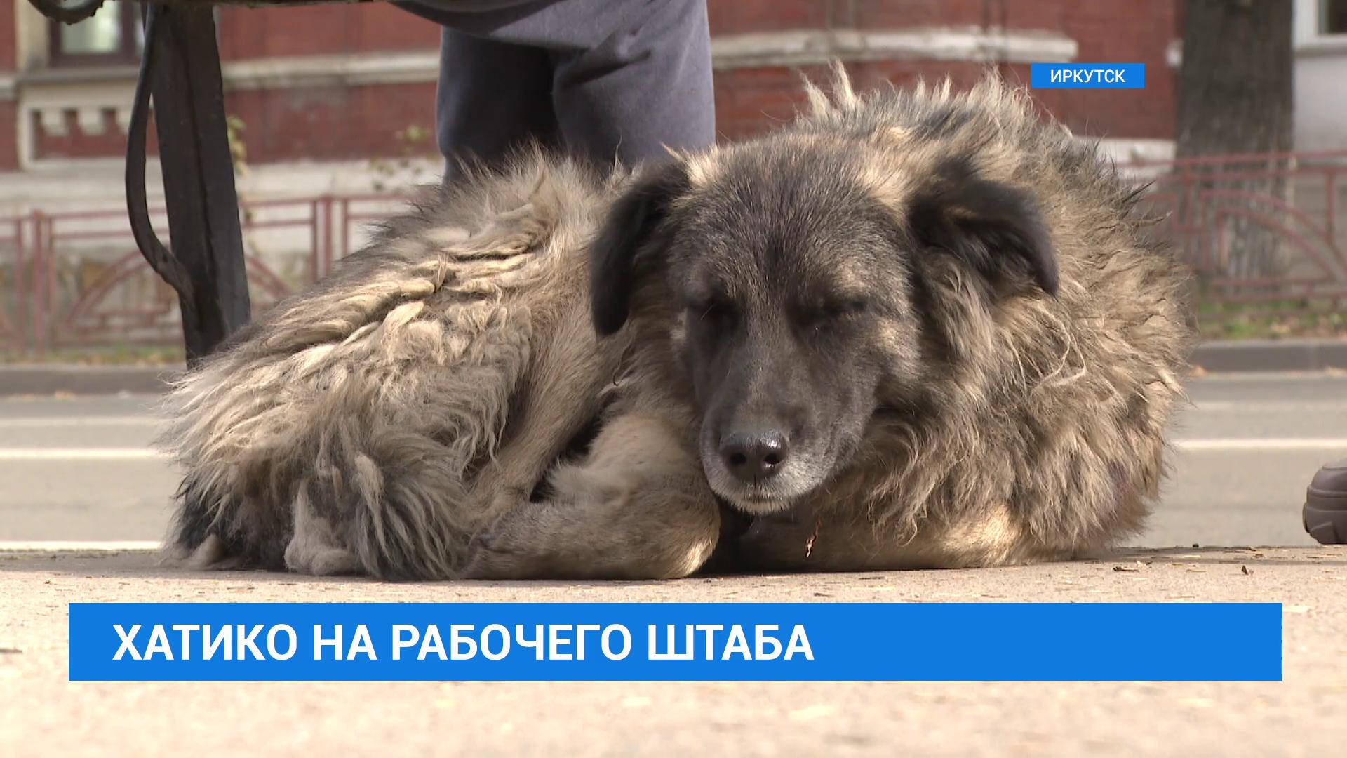 Хатико из предместья Рабочее ждёт хозяина