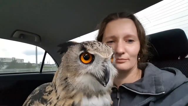 Филин Ёль катается на машине. Сова едет по делам