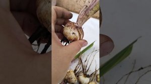 грядка с детками гладиолусов 1.10.2023.  выкапываем луковицы