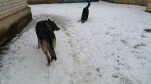 Метиска хаски Ханта таскает волкособа Хантера за хвост