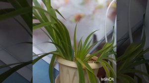 Что растёт в жаркой Астрахани. Обзор по городу и по двору