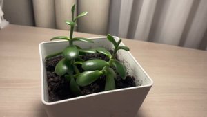 Как ухаживать за толстянкой (сакулентом)