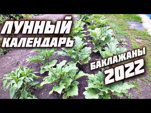 Лунный календарь посадки баклажан 2022!  Когда сажать баклажаны на рассаду в 2022 году?