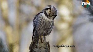 Всё о совах