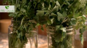 Вот как выжать из нее все! 9 мощнейших эффектов употребления петрушки.