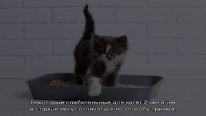 Запор у котенка: что делать в домашних условиях