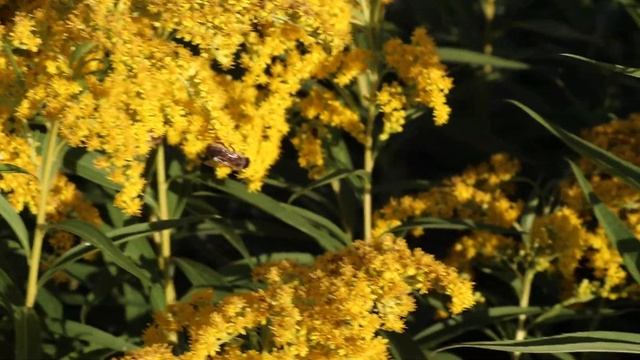 Пчелы на Золотарнике, поздний медонос. Приморский край смотреть онлайн