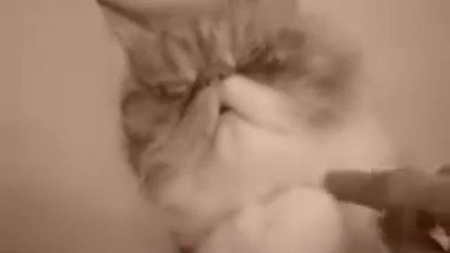 Кота разбудили :) смотреть онлайн