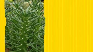 Аустроцилиндропунция цилиндрическая (Austrocylindropuntia cylindrica)