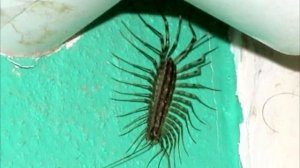 Вот почему нельзя давить сороконожек в домах!