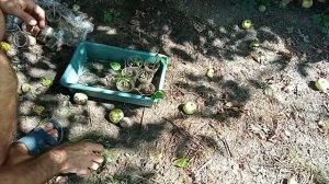 Как размножить Катальпу черенками Ч 2