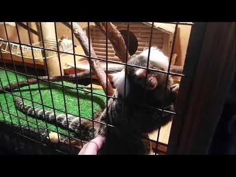 Зоопарк в Кисловодске смотреть онлайн