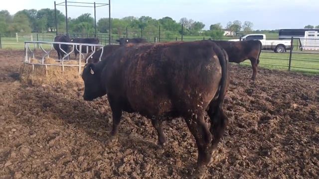 Two 1700lb 26 month old Tajimax fullblood steers: RCC KEMONO JR 069 (FE23858) смотреть онлайн