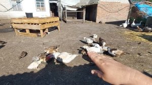 расклёв у птицы как УСТРАНИТЬ?? как НЕ ДОПУСТИТЬ??