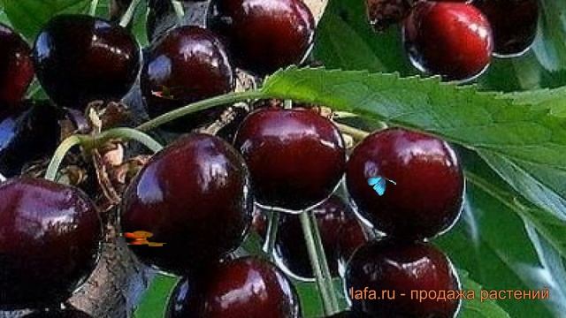 Черешня гибридный Аделина (cerasus avium) ? Аделина обзор: как сажать, саженцы черешни Аделина смотреть онлайн