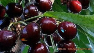 Черешня гибридный Аделина (cerasus avium) ? Аделина обзор: как сажать, саженцы черешни Аделина