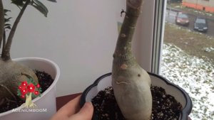 Интересные формы адениума. Растения 5ти коллекционеров.