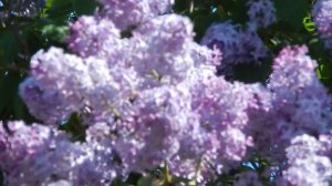 Под веткой сирени.mov