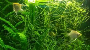 Скалярии золотая жемчужина подростки