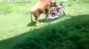 Бык трахает мотоцикл!!!!!!!