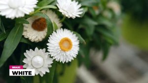 Bracteantha, Bidens, Heliotropium, Sanvitalia e Verbena - Lazzeri - Italiano