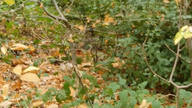 Осеннее настроение Последние осенние деньки Пение птиц! смотреть онлайн