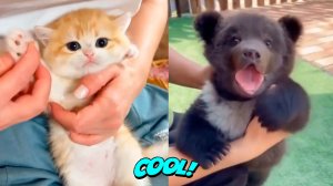 Самые смешные кошки и собаки- Милые животные #15