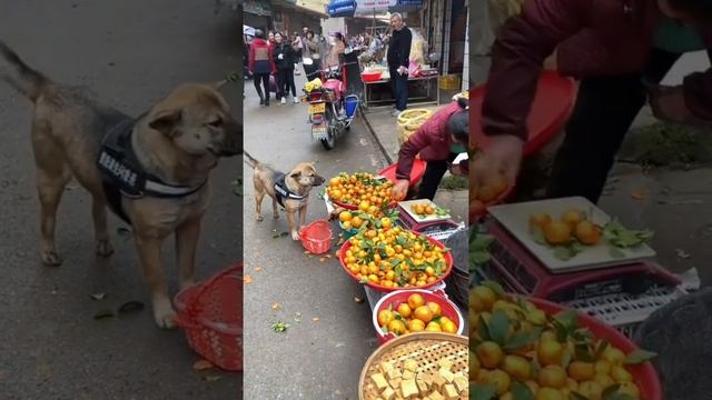 Самый необычный в мире покупатель Собака☺️?