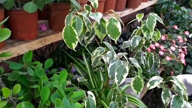 13 декабря 2020 г. БЕНДЖАМИНА???????????? смотреть онлайн